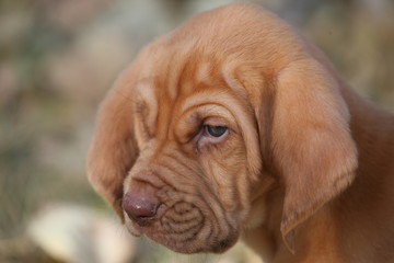 Bloodhound Puppy 