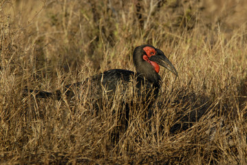 Southern ground hornbill,Bucorvus leadbeateri, Kruger National Park,South Africa