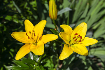 Fototapeta na wymiar Yellow lily on green background