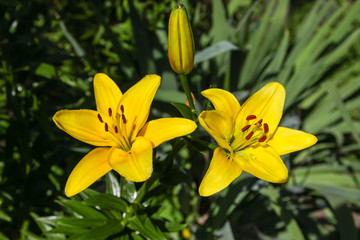 Yellow lily on green background
