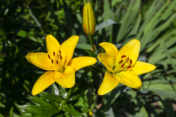 Fototapeta na wymiar Yellow lily on green background