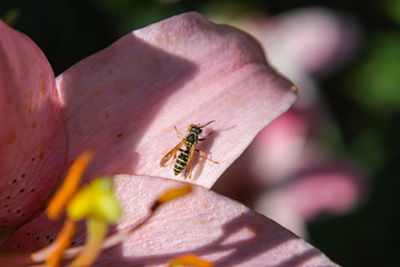 dragonfly on a flower