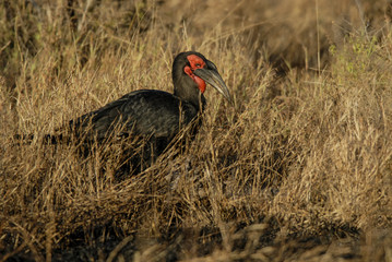 Southern ground hornbill,Bucorvus leadbeateri, Kruger National Park,South Africa