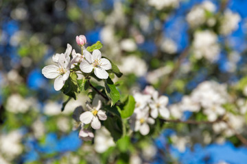 Spring apple tree blooming flowers background