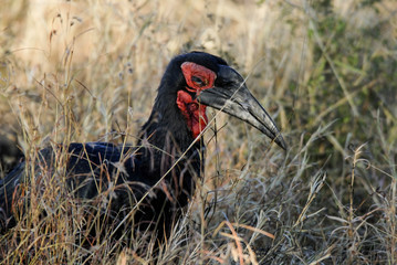 Southern ground hornbill,Bucorvus leadbeateri, Kruger National Park,South Africa