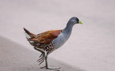 Beautiful specimen of green-billed tingua (Gallinula melanops bogotensis) walking quietly, typical...