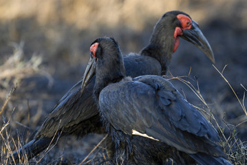 Southern ground hornbill,Bucorvus leadbeateri, Kruger National Park,South Africa