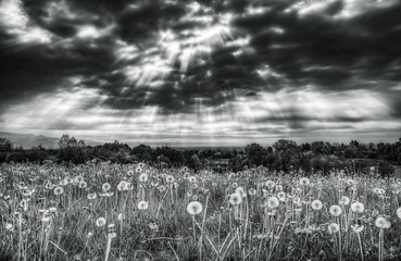field of flowers