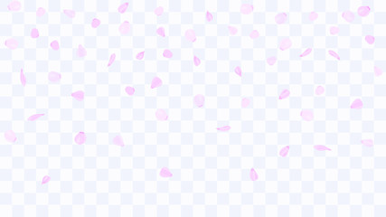 Flying rose petals. Background of flower petals. Confetti from flower petals. Pink petals of blooming cherry, sakura. Female, spring background. Greeting card design elements. Transparent background.