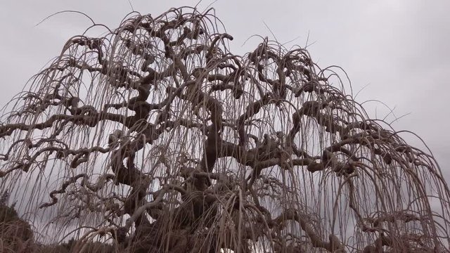 Rami secchi di un grande albero simile a una cascata