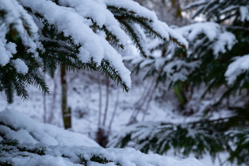 Snow Laden Branches. Snow hanging to the branches of Fir trees after a heavy snow storm.
