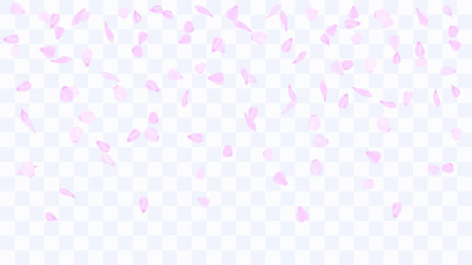 Flying rose petals. Background of flower petals. Confetti from flower petals. Pink petals of blooming cherry, sakura. Female, spring background. Greeting card design elements. Transparent background.