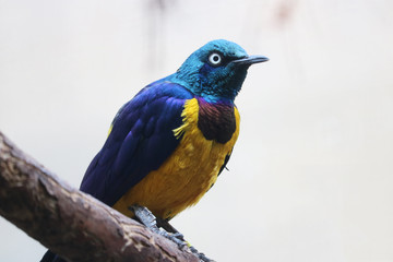 Colorful golden-breasted starling (cosmopsarus regius) with a white eye sitting on a branch