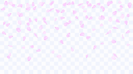 Flying rose petals. Background of flower petals. Confetti from flower petals. Pink petals of blooming cherry, sakura. Female, spring background. Greeting card design elements. Transparent background.