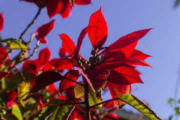 Bico de Papagaio IMG_0387