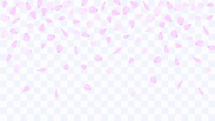Flying rose petals. Background of flower petals. Confetti from flower petals. Pink petals of blooming cherry, sakura. Female, spring background. Greeting card design elements. Transparent background.