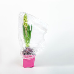 Creative layout for World Environment Day - Plastic Free. Plastic bag is put on a hyacinth flower as a symbol of life. The concept of saving the environment, pollution. White background for copy space