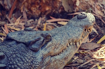 Close up of Crocodile Head