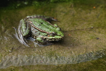 Grenouille