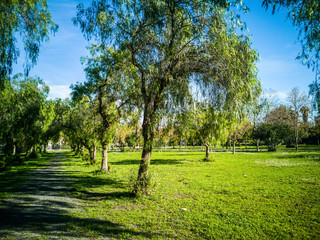 Fototapeta na wymiar View of very green trees and grass in a park of Puerto de Sagunto