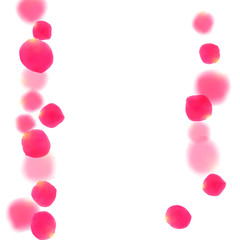 Pink rose petals falling vector valentine background.