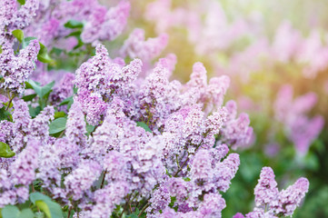 Blooming violet lilac bush at spring time with sunlight. Blossoming purple and violet lilac flowers. Spring season, nature background