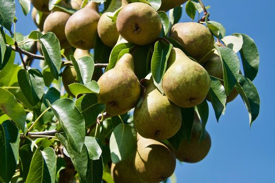 Birne 'Abate Fetel' / 'Abbé Fétel' - Pyrus communis 'Abate Fetel