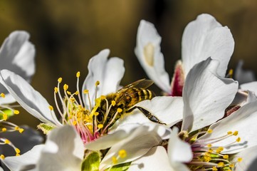 Fototapeta na wymiar Bee Bumblebee Hornet Wasp Sirfide Hoverfly Flower of Almond Tree