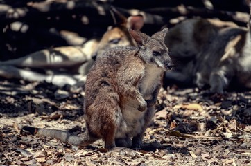 Naklejka na ściany i meble Close up on wallaby in wildlife reserve on a sunny day. 