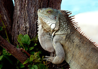 Closeup of an Iguana Lizard
