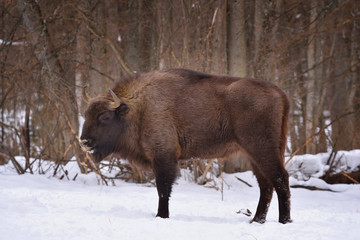 European wild bull