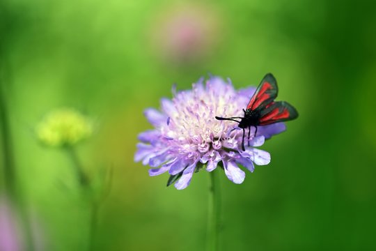 Thymian-Widderchen (Zygaena purpuralis) auf Wiesenskabiose (Knautia arvensis)
