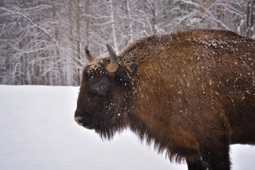 European wild bull