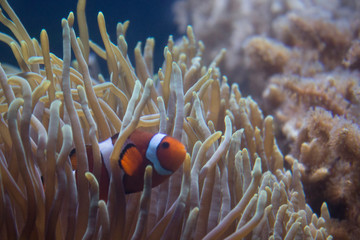 Mr. Clownfish