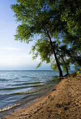 Fototapeta na wymiar tree on the beach, relax summer holidays nature 