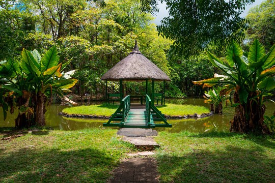 Botanical Garden Pamplemousses, Mauritius. Sir Seewoosagur Ramgoolam Botanical Garden 