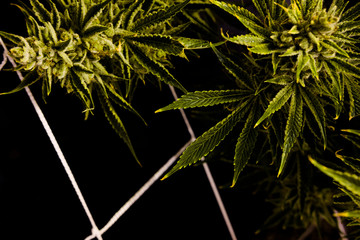 close up of flowering cannabis plant