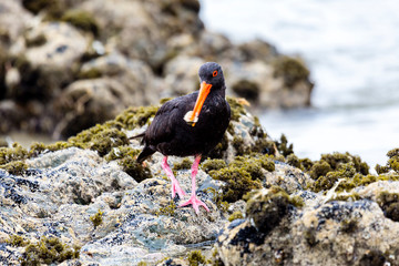 Eurasian Oystercatcher, Black Oystercatchers, Haematopus ostralegus, New Zealand