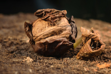 Whole walnut on the dark background . Harvest, autumn.