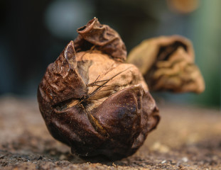 Whole walnut on the dark background . Harvest, autumn.