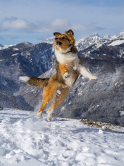 Young shetland shepard jumping while playing with snow on the top of the mountain