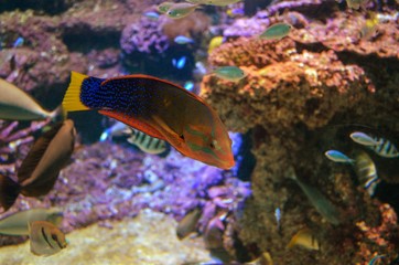 Naklejka na ściany i meble Brightly colored fish swimming in saltwater tank. 