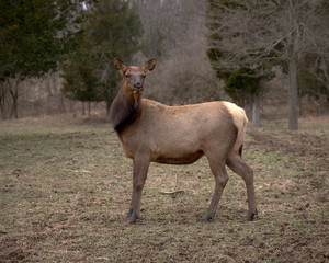 FEMALE ELK