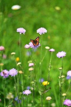 Schmetterling Kleiner Fuchs (Aglais urticae) auf M&auml;hwiese mit Wiesenskabiosen im Schwarzwald