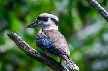 Kookaburra bird perched on tree branch 