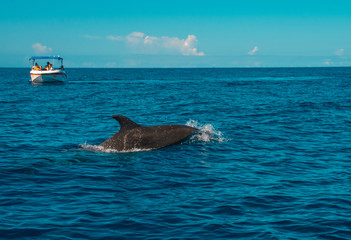 Fototapeta premium Swimming with dolphins in Le Morne Mauritius