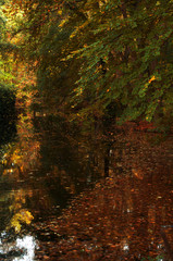 Autumn multicolored forest. Trees with red, green and yellow leaves, swamp. Shallow depth of field, selective sharpness, daylight, author retouching