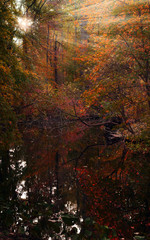 Autumn multicolored forest. The sun's rays make their way through the foliage. Trees with red, green and yellow leaves, swamp. Shallow depth of field, selective sharpness, daylight, author retouching