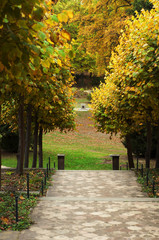 Fototapeta na wymiar Alley in the park in the fall. Trees with yellow leaves. Shallow depth of field, daylight shooting