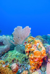 Naklejka na ściany i meble Coral reef Bonaire underwater